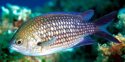Chromis chromis_007